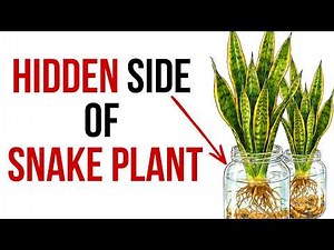 How To Propagate Snake Plants from Cuttings in Water