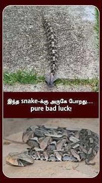 "World's Heaviest Venomous Snake Attacks!😱 #shorts #snake #tamilfacts #tamilshorts #funfacts