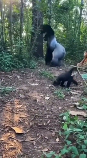 Tiger Attacks Baby Gorilla... BIG MISTAKE! 💀
