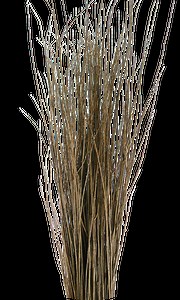 Semi dry hurdle willow | Musgrove Willows