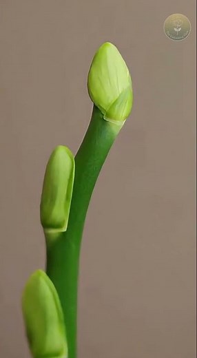Elegant White Orchid Blooming Time-Lapse 🤍 | Moth Orchid #orchid #whiteflower #elegant #growth