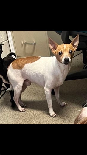 3.8K views · 28 reactions | So far, 8 of the 19 dogs brought into the shelter yesterday have found rescue. The remaining 11 are here and also have pictures in the Urgent Dogs album. Shelter hours are 10-4 Mon-Fri. | Saving the dogs and cats of Rutherford County NC | Facebook