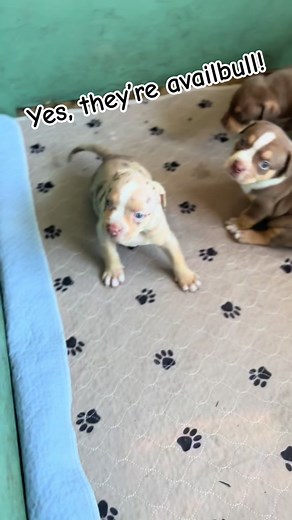 Savage Breeze LLC (@savagebreezekennels)’s videos with What Is Love (feat. V. Bozeman) - Empire Cast