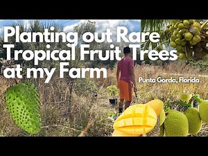 Planting Rare Tropical Fruit Trees at my Fruit Farm - Punta Gorda Florida