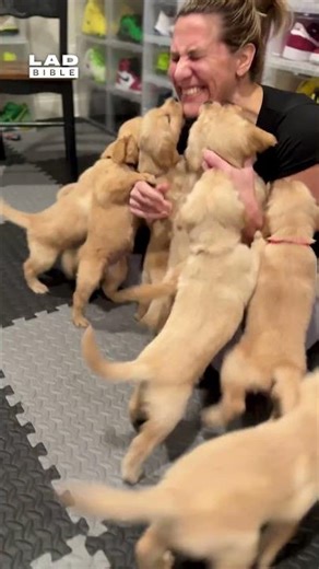 Golden Retriever Puppies Reunite With Nurse Who Delivered Them 😲 (🎥: ViralHog)