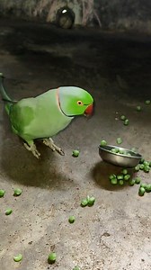 499K views · 10K reactions | Angry Naughty Talking Parrot 藍 #birds #parrot | Chandu Dot Com | Facebook