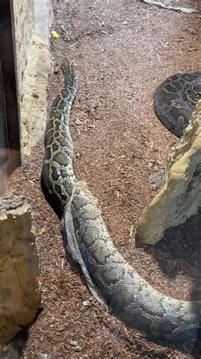 Im Tropenhaus des Eberswalder Zoos, hatten wir das große Glück eine Tigerpython beim Häuten zu beobachten. #zooeberswalde #zoo #eberswalde #barnim #tropenhaus #tigerpython #schlange #reptilien #häuten #ausflugsziel | Ferienanlage am Seerand