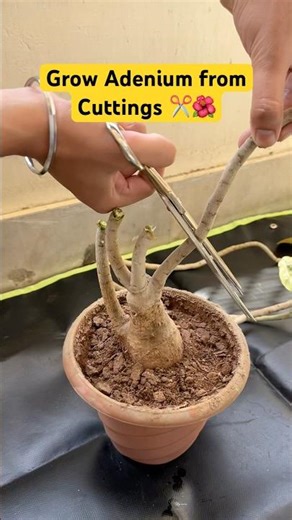 How to Grow Adenium from Cuttings | How to Propagate Adenium #adenium #gardeningtips #shorts