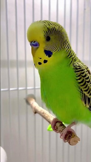 The cutest budgie dancing! 😆😍🥰💚💛 #budgies #budgielife #parakeet #dancing