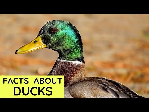 Duck Facts for Kids | Interesting Educational Video about Ducks for Children | Fun Facts