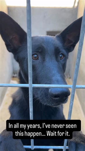 Tom Kiesche on Instagram: "She was so into the treats, she took a treat, had her teeth on the wrong dide and then didn’t want to open her mouth to let it go… Getting temporarily stuck on the fence… NOT STAGED. Never seen this happen. West Valley Animal Shelter. 📍20655 Plummer St. Chatsworth, CA 91311 ☎️ (888) 452-7381 ✅ Tu-Fri: 8 am - 5 pm ✅ Weekends:11 am - 5 pm 🛑Closed: Mon 🌐 https://www.laanimalservices.com/ When taking this media, the animal was at the previously mentioned animal shelter 