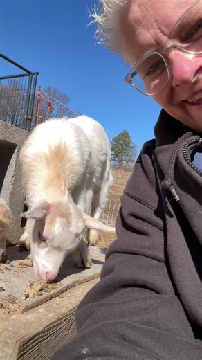 Vanilla getting a treat!! #babygoats #goats #babyanimals #farmlife #countrygirl