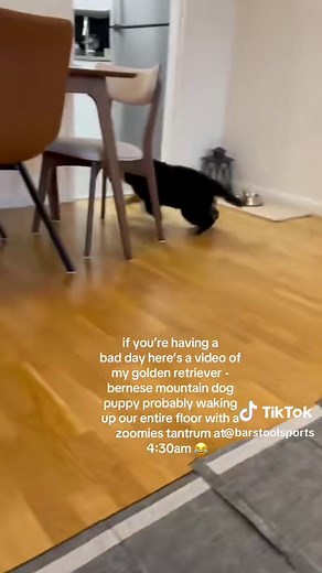 Great Dane Zoomies at 4 AM: Hilarious Fun Moments