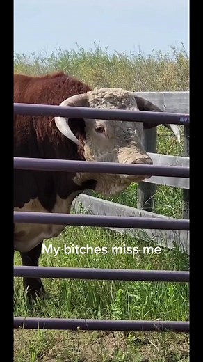 Boss Bull with Foot Rot: The Story of a Reluctant Leader