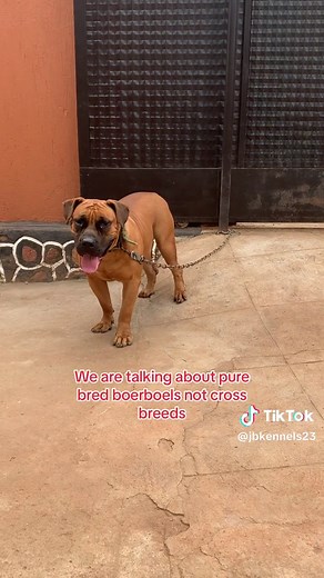 Feeding and Caring for Boerboels: A Complete Guide