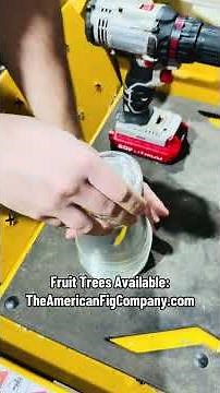 Grow a Lemon Tree From Store Bought Seeds (Step by Step 🍋🔥)