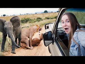 MY FIRST EVER AFRICAN SAFARI!! Lions MATING in Mikumi, Tanzania 😱