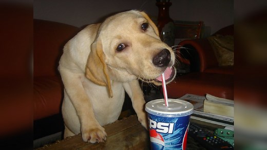Pepsi Dog | Know Your Meme