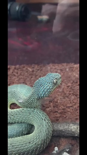 Bush viper #viper #bluesnake #animalfacts #reptilefacts #venomoussnake #amazinganimals #reptilecollection