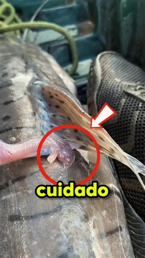 O parasita mais temido do mundo #curiosidades