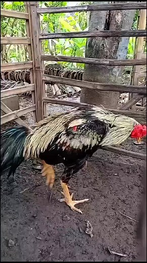 tetap merendah walau banyak gebrakan di era pakhoy full dramben🤘🔥 #ayambangkoksuper #fyp