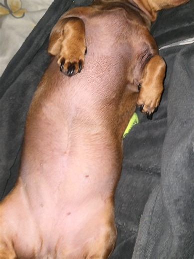 star being star #minidachshund #minidachsundpuppy #dogs #minituredachshundtiktok