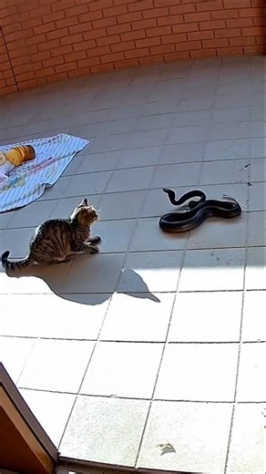 Cat Too Fast for the Snake! #reels #animals #respect #brave #viral #shorts