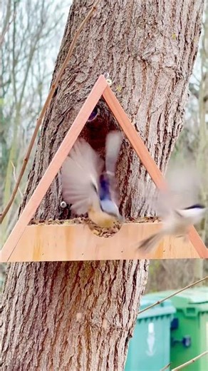 Where birds feel at home #fyp #viral #trending