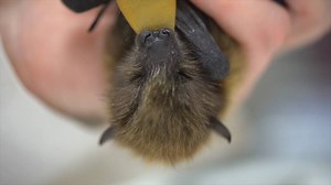 A little sky pup named Kali survived, thanks to her friends. | Oregon Zoo