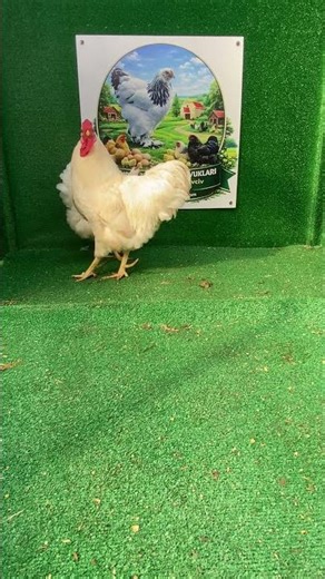 Beyaz Wyandotte Kuluçkalık Yumurta & Civciv 2026