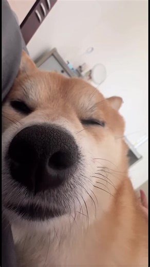 The bossy president woke up.#fyp #funny #foryoupage #dog #puppy