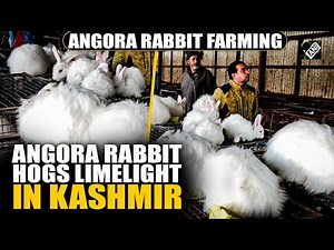 Youth in Kashmir embrace Angora Rabbit Farming for employment and pet purposes