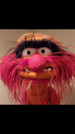 ANIMAL'S Favorite 🖤 ANIMAL PERFORMED by ME, INSPIRATION by FRANK OZ and JIM HENSON 😃 #animal #frankoz #jimhenson #muppets #muppetsmayhem #theelectricmayhem #puppets #puppetry #jonathancaustrita ❤️🖤❤️🖤
