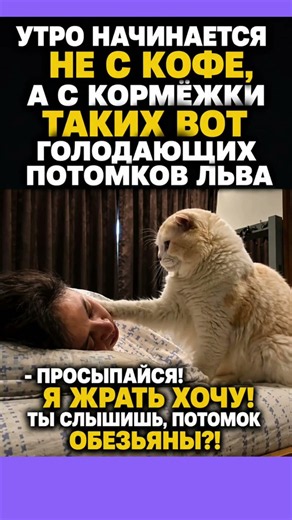 #смех #приколы #юмор #мем #shorts #cat #memes