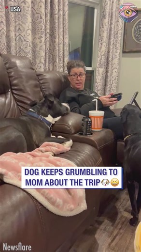 Dog grumbles about trip to his Mom 🐶😆 | Bright Side