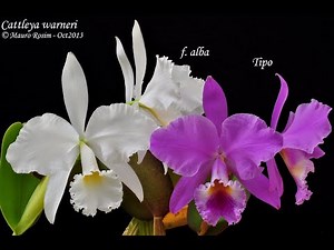 Cattleya warneri em excelência, Dicas de Cultivo de Orquídeas.