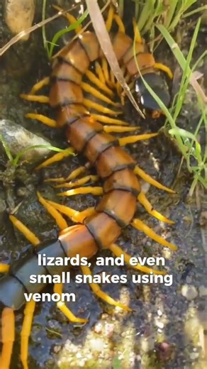 The Giant Centipede That Can Kill Bats