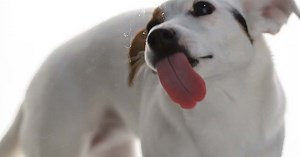 1.2K reactions · 391 shares | Claims paid before you see the Vet! FSP 43627/43628 T&C's Apply | Oneplan Pet Insurance | Facebook