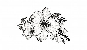 20 reactions · 6 comments | In this video, we'll be learning how to draw a hibiscus flower. This is a very simple flower to draw, that anyone can learn how to do. Let's get started! If you're looking to learn how to draw flowers, then this is the video for you! In this lesson, we'll be learning how to draw a hibiscus flower, one of the most common flowers in the world. This flower is simple to draw, and can be done by anyone with a bit of patience and skill! | IKORM CREATIVE HANDS | Facebook