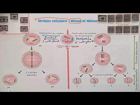 Partie 3- Formation des grains de pollen TSCF - Méiose et Mitose Reproduction chez les angiospermes