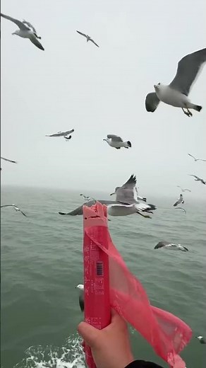 Think Twice Before Feeding Seagulls – Here’s Why