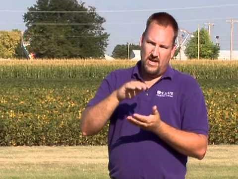 Buffalograss: Fertilizing and Mowing