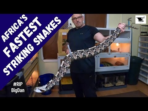 Venomous Snakes That Strike Faster Than You Can Blink