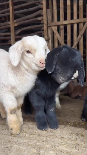 My goats ❤️ #babygoat #chevre