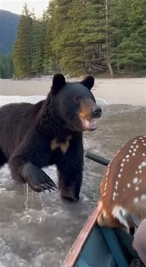 Angry Bear, Sad Heart．😂