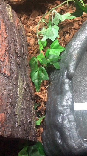 Gosh Noodle is such a cute little girl ❤️❤️ #ballpython #cute #petsoftiktok