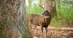 How to Deer Hunt a Staging Area