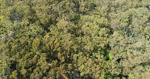 Endemic heatproof native vegetation of Australia on remote plateau of Southern highlands covered by gum-trees seen from above.