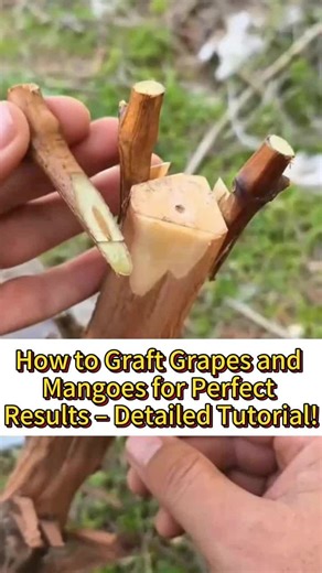 Grafting Grapes and Mangoes: Step-by-Step Guide