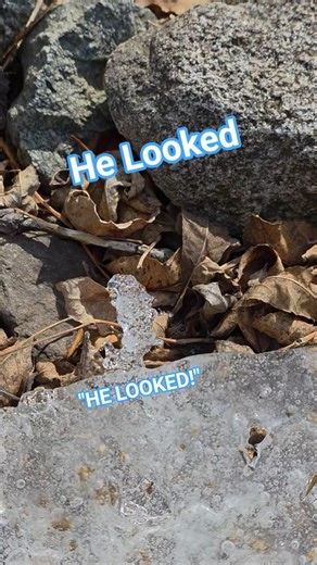 He Looked So I Stopped #shorts #spring #story